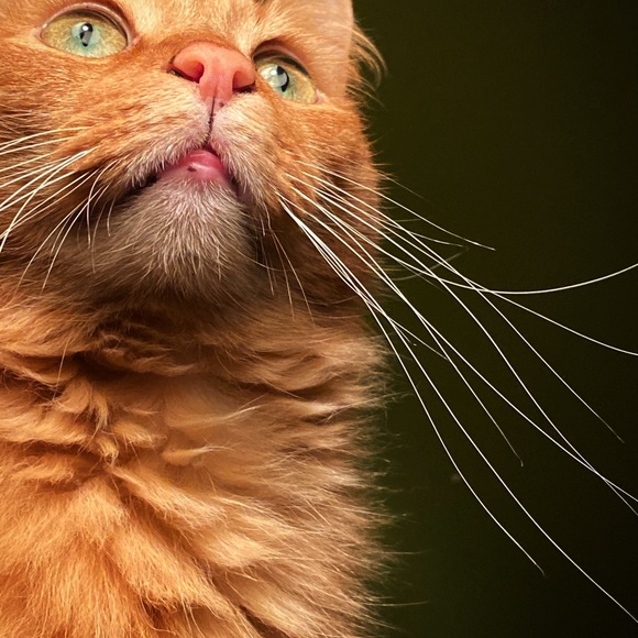 Meet your Posher, Nicole - Picture 6 of 16